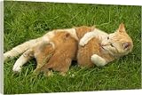 Box Canvas Print of Cat - ginger tabby with kittens suckling from Ardea