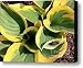 Patriot Hosta Canvas Print / Canvas Art - Artist David Bearden