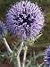 Flower of Echinops Ritro, L'Oursin Bleu, or Globe Thistle Photographic Poster Print by Stephen Sharnoff, 30x40