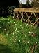 Fritillaria Meleagris (Snake Head Frittilary), Spring Bulbs in Grass at Llmington Man...