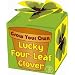 Grow Your Own Four Leaf Clover