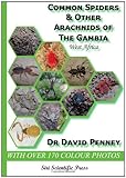 Common spiders & other arachnids of The Gambia, West Africa