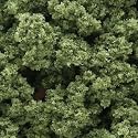 Bushes, Light Green