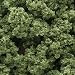 Bushes, Light Green