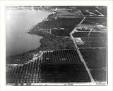 Historic Print (S): Winter Haven, Fla., citrus groves