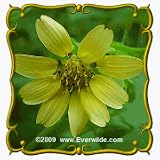 1 Oz Bear's Foot (Polymnia uvedalia ) Bulk Wildflower Seeds