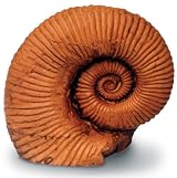 4 In Ammonite