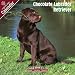 Chocolate Labrador Retriever 2009 Wall Calendar 12 X 12