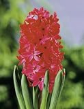 Click for more about Unwins Bulbs - Hyacinth Prepared Jan Bos 3 prepacked bulb(s) - Unwins.