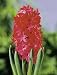 Unwins Bulbs - Hyacinth Prepared Jan Bos 3 prepacked bulb(s)