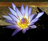 Purple Cape Water Lily Nymphaea Capensis 10 Seeds