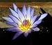Purple Cape Water Lily 10 Seeds - Nymphaea capensis