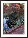 An Autumn View of Japanese Maple Trees Collections Framed Photographic Poster Print by Darlyne A. Murawski, 25x34