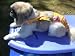 Joybies Sunshine Yellow Aloha Piddle Pants(TM) for Small Male Dog (Measuring 13"-15" From Collar to Base of Tail)