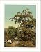 Giornico old chestnut tree near the railway St. Gotthard Railway Switzerland, c. 1890s, S-UNF