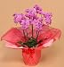 �~�f�B�Ӓ���5�{���E�s���N�i���a�����j���A�v���[���g�ɍœK�I�j