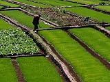 Cabbage Crop and Rice Paddies Near Kunming, Kunming, Yunnan, China Photographic Poster Print by Diana Mayfield, 24x18