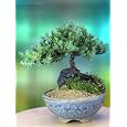 BUY : A 5+ Year Old Juniper Bonsai Tree in Japanese Setku Bowl