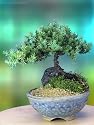 A 4 to 5 Year Old Juniper Bonsai Tree