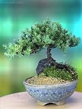 A 5+ Year Old Juniper Bonsai Tree in Japanese Setku Bowl by Nature's Highlight Best Prices