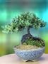 A 5+ Year Old Juniper Bonsai Tree in Japanese Setku Bowl