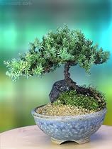 A 4 to 5 Year Old Juniper Bonsai Tree