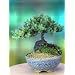 A 5+ Year Old Juniper Bonsai Tree in Japanese Setku Bowl