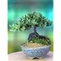 A 5+ Year Old Juniper Bonsai Tree in Japanese Setk&hellip by Nature's Highlight