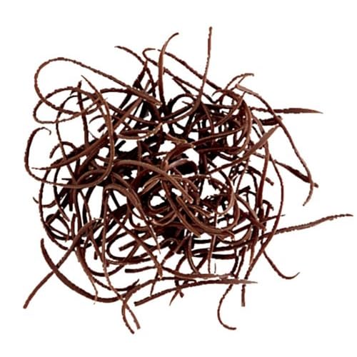 Chocolate Spaghetti
