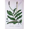 BOTANY PLANTS c1902 LONG-STALKED PONDWEED POTAMOGETON
