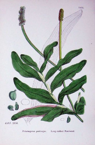 Long-Stalked Pondweed Potamogeton