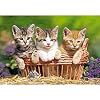 Castorland B-51168 - PUZZLE 500 TEILE - THREE LOVELY KITTENS