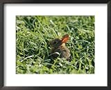 A Baby Cottontail Rabbit Sits Among the Clover Framed Art Poster Print by George F. Mobley, 22x18