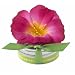Bloembox Tiny Tin Edible Flowers: Nasturtium