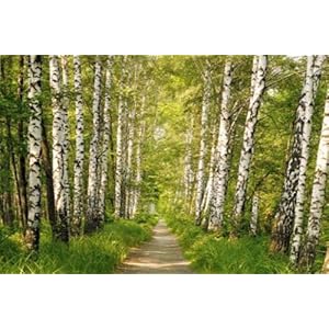 Birken Bildtapete Birken Bildtapete