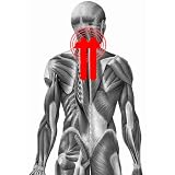 TapeMED Kinesiologie Nacken-Tape-Set, Precutvon "TapeMED"