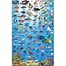 Yap FSM Dive Map & Reef Creatures Guide Franko Maps Laminated Fish Card