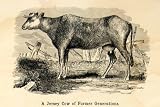1898 Wood Engraving Old Jersey Cow Breed Livestock Cattle Farm Animal Udder Art - Original In-Text Wood Engraving