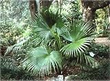 Chinese Fan Palm 10 Seeds - Livistona - B000VBZ6SY