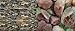 Pennplax Brick/Boulder Double Back Background for Reptiles and Amphibians