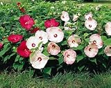 Hibiscus Disco Belle Mix Perennial - 8 Plants - Hardy!