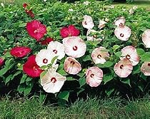 Hibiscus Disco Belle Mix 4 Plants