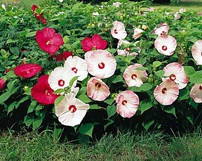 Hibiscus Disco Belle Mix Perennial - 4 Plants - Hardy!