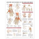 Anatomy and Injuries of the Hand and Wrist Anatomical Chart Laminated