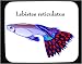 Mouse Pad with fish, aquarium