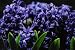 Blue Hyacinth Group: Flower Photograph