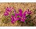 Photographic Prints of Babiana curviscapa, in its pink-Cerise form. Iris-relative from Ardea Wildlife Pets