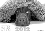 Hundeaugen 2012