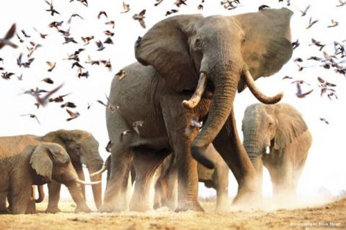 1art1 Empire 95671 Elefanten - Elephants, Herde - Plakat Poster Druck - 91.5 x 61 cm