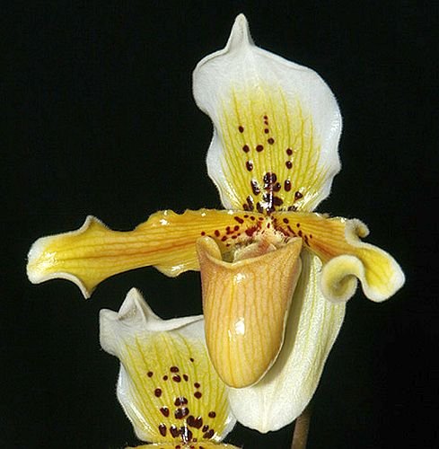 Paphiopedilum exul - lady slipper orchid - 100 seeds Paphiopedilum exul - lady slipper orchid - 100 seeds